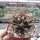 Thelocactus tulensis Tula