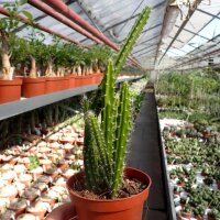 Heliocereus spec.   201