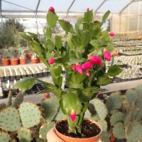 Schlumbergera-Hybr. Thor Sarah