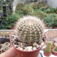 Lobivia leucomalla
