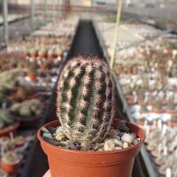 Echinocereus fitchii v. armatus MAO 0037