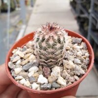 Echinocereus fitchii v. armatus MAO 0037