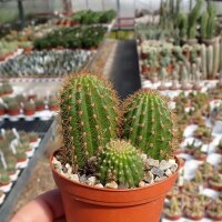 Hildewintera Hybr. Humkes Anmut