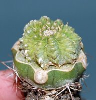 Aztekium ritteri wurzelecht! XL CITES, not outside EU