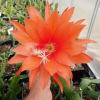Epiphyllum-Hybr. Raphael