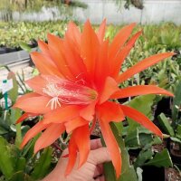 Epiphyllum-Hybr. Raphael