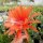 Epiphyllum-Hybr. Raphael