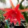 Epiphyllum-Hybr. Herbert S. Irwin