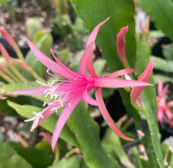 Epiphyllum-Hybr. Frühlingslust