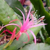 Epiphyllum-Hybr. Frühlingslust