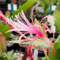 Epiphyllum-Hybr. Frühlingslust