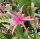 Epiphyllum-Hybr. Frühlingslust