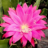 Epiphyllum-Hybr. Knebels Farbenwunder