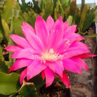 Epiphyllum-Hybr. Knebels Farbenwunder