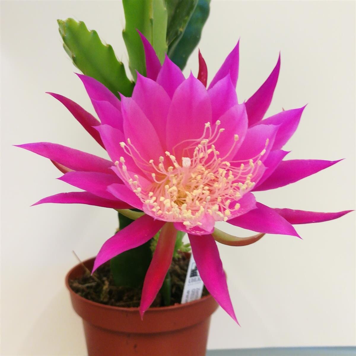 Epiphyllum-Hybr. Frau Lotte Haage oder Blattkaktus Phyllocactus | Blü ...
