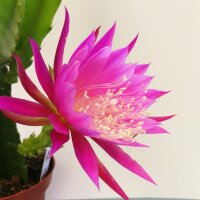 Epiphyllum-Hybr. Frau Lotte Haage