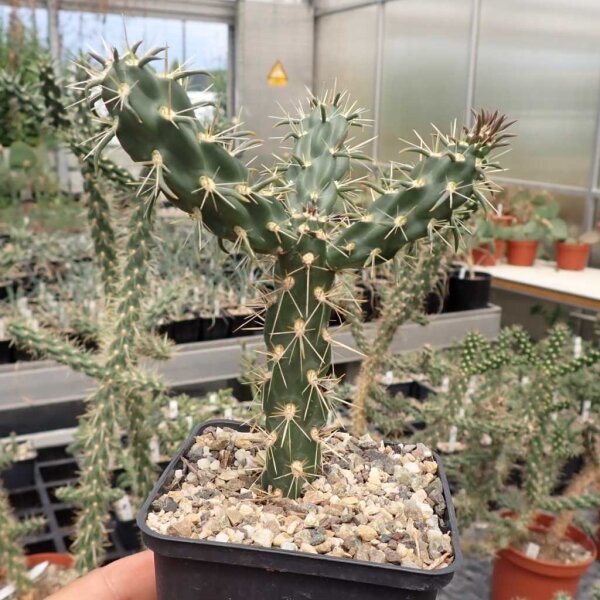Cylindropuntia imbricata DJF 928.19 (dw)