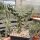 Cylindropuntia imbricata DJF 928.19 (dw)