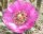 Cylindropuntia imbricata DJF 928.19 (dw)