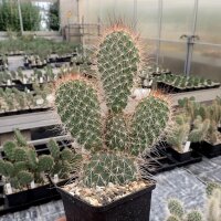 Opuntia hystricina cv. Cactusmania (dw)