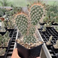 Opuntia hystricina cv. Cactusmania (dw)