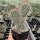 Opuntia hystricina cv. Cactusmania (dw)