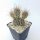 Opuntia hystricina cv. Cactusmania (dw)