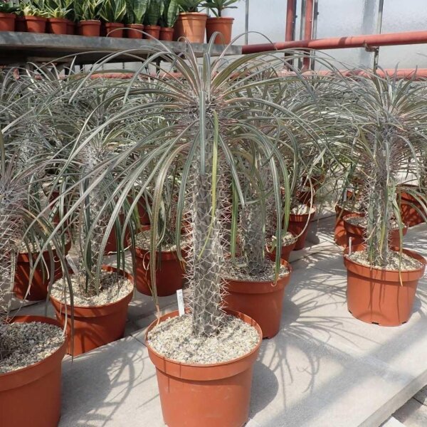 Pachypodium geayi XL