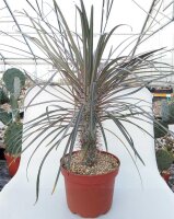 Pachypodium geayi XL