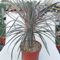 Pachypodium geayi XL