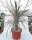 Pachypodium geayi XL
