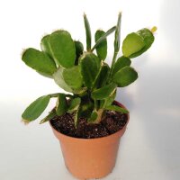 Rhipsalidopsis-Hybriden Thor Gloria