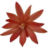 Rhipsalidopsis-Hybriden Thor Gloria
