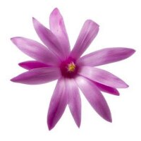 Rhipsalidopsis-Hybriden Thor Hope