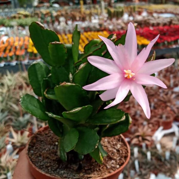 Rhipsalidopsis-Hybriden Thor Everly