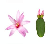 Rhipsalidopsis-Hybriden Thor Everly