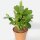 Rhipsalidopsis-Hybriden Thor Everly