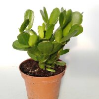 Rhipsalidopsis-Hybriden Thor Sirius