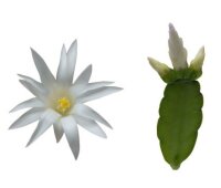 Rhipsalidopsis-Hybriden Thor Sirius