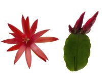 Rhipsalidopsis-Hybriden Thor Anett Pflanzen leider schon...
