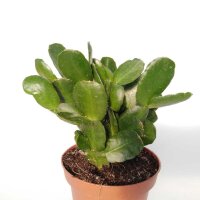 Rhipsalidopsis-Hybriden Thor Anett