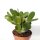 Rhipsalidopsis-Hybriden Thor Anett