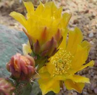 Opuntia basilaris v. aurea cv. Prairie Fire (dw)