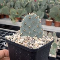Opuntia basilaris v. brachyclada San Gabriel Mts,...