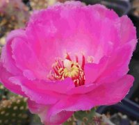 Opuntia basilaris v. brachyclada San Gabriel Mts,...