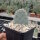 Opuntia basilaris v. brachyclada San Gabriel Mts, California, USA (dw)