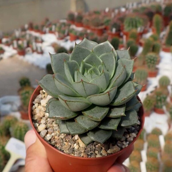 Echeveria Fabiola