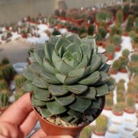 Echeveria Fabiola