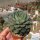Echeveria Fabiola