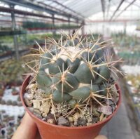 Coryphantha calipensis aff.
